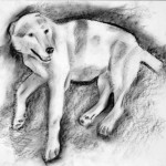 Dog3_2008