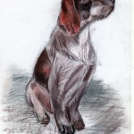 Dog_2010
